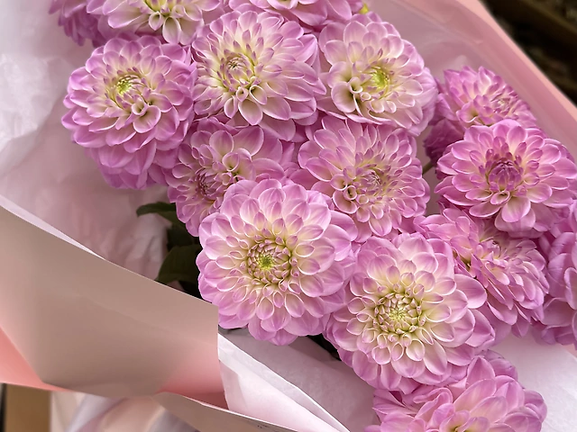 Букет жоржин