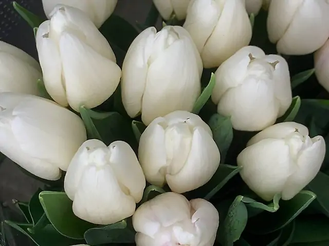 Тюльпан білий